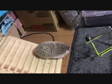 ハリネズミのハリ蔵くん(๑･̑◡･̑๑)