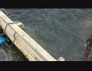 おカネは５円北海道を歩く | シャケを捕らえている場所を見る