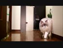 猫が朝日を浴びてるだけの動画