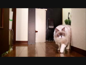 猫が朝日を浴びてるだけの動画