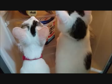 冷蔵庫を開けると必ず物色しだす猫～なんもねぇよw