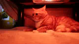 こたつでぶちギレる猫