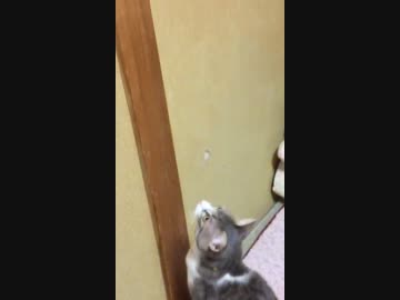 ああ～猫がぴょんぴょんするんじゃ～＾