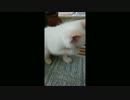 【ぬこぬこ】すてねこを拾ったので成長を記録する PART2