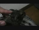 【デグー】パスタさん、ツンデレな日常。　【3】
