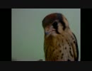 笑える鳥シリーズｗｗｗ