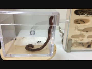 蟻戦争＃73 アリVSミミズ 地球を喰う蟲編