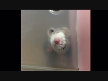チラ見えパンダマウス