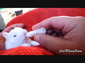 かわいいうさぎ！