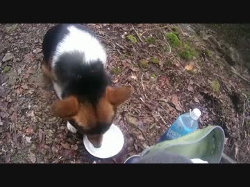 山を歩こう！飯を食べよう！新米猟師ハンターライフ3rdシーズン02