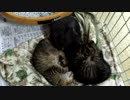 子猫が事務所にやってきた②