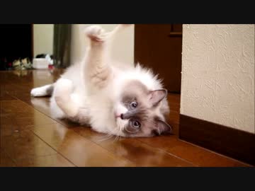 猫じゃらしが来い