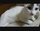 猫による飼い主いじめの実態を告白します