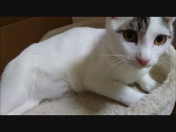 猫による飼い主いじめの実態を告白します
