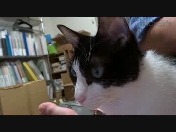 お風呂に入ろうとする猫を不思議そうに見る猫