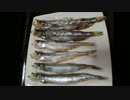 オス♂ししゃもを炙る　北海道【長火鉢とおっさん３】