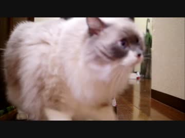 箱は無視なのにゃー