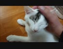 守りたいこの笑顔(=^･ω･^=)