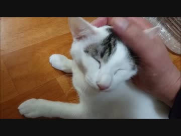 守りたいこの笑顔(=^･ω･^=)