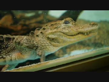 【爬虫類】神戸市立王子動物園【夜行性】