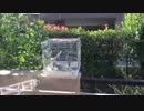 日向ぼっこしながら歌うオカメインコ（１）