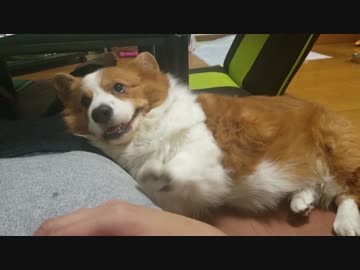 【ハル♀】おねだりのレスポンスが早い犬【コーギー】