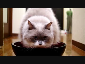 おそばつくるにゃー