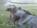 カバの迫力（上野動物園）
