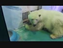 中国の「世界一悲しいホッキョクグマ」 各国で怒りの声続く（27日）
