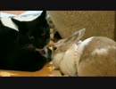 ネコとウサギが仲良しす…