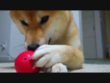柴犬「ぴーぴーぴぴぴー」