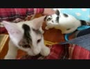 にゃんポジ争い～好位置をキープする姉にちょっかいを出す妹
