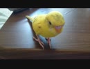 【インコ動画】あるとん家のるーちゃんpart4