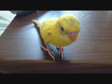【インコ動画】あるとん家のるーちゃんpart4