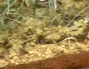 [動物園] 世界最小の哺乳類