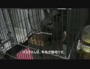 【デグー】パスタさん、脱走するのに5秒かからない。　【5】