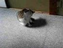 猫～毛づくろいからお昼寝へ～