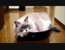ぼーるとたたかうのにゃー