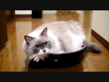 ぼーるとたたかうのにゃー