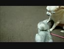 猫じゃらしで遊ぶ仔猫（と見守る犬）