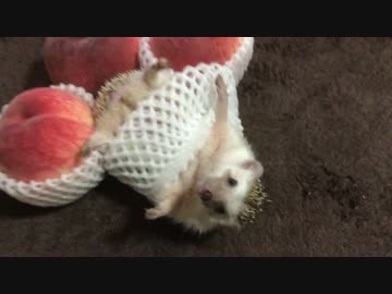 モモ風味のハリ蔵くん(๑･̑◡･̑๑)