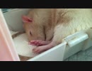 【ファンシーラット】眠りネズミの寝起きドッキリ