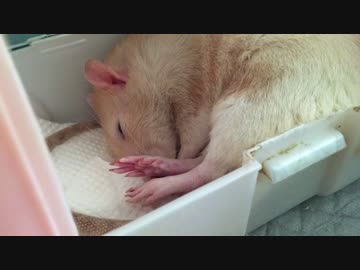 【ファンシーラット】眠りネズミの寝起きドッキリ