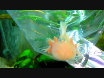 ウーパールーパーをお迎え