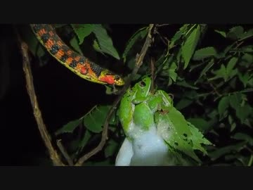 産卵中のモリアオガエルを捕食するヤマカガシ