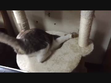 穴に落ちて落ちて落ちて落ちる猫