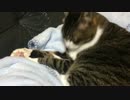 うちの猫の毛繕いを撮影してみた（20161031）