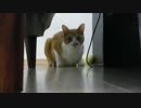 知らぬ間にずっとこっちを・・・（笑）