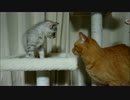 たたかう仔猫