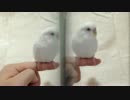 3Ｄ立体 インコ
